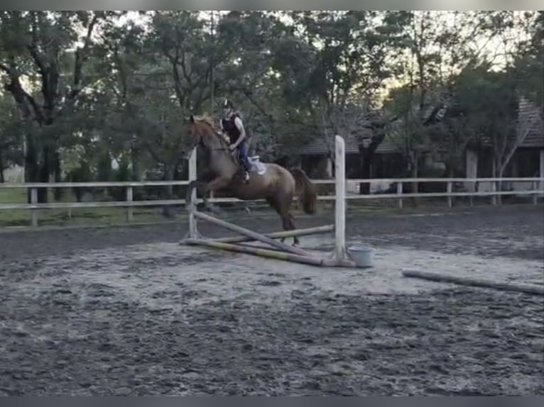 Altri cavalli a sangue caldo Castrone 9 Anni 165 cm Sauro scuro in B&#xE9;k&#xE9;scsaba