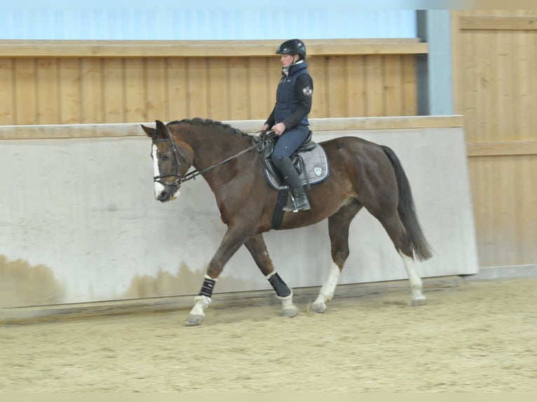 Altri cavalli a sangue caldo Castrone 9 Anni 167 cm Sauro scuro in Wellheim