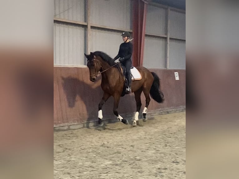 Altri cavalli a sangue caldo Castrone 9 Anni 170 cm Baio in Strøby