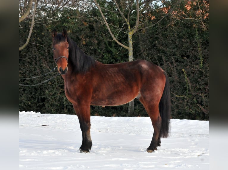 Altri cavalli a sangue caldo Castrone 9 Anni 170 cm Baio in Schattendorf