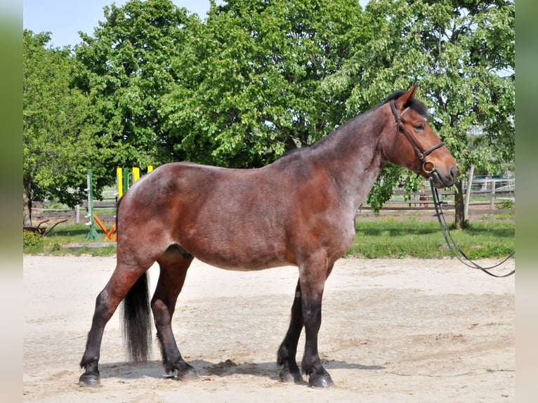 Altri cavalli a sangue caldo Castrone 9 Anni 170 cm Falbo baio in Schattendorf