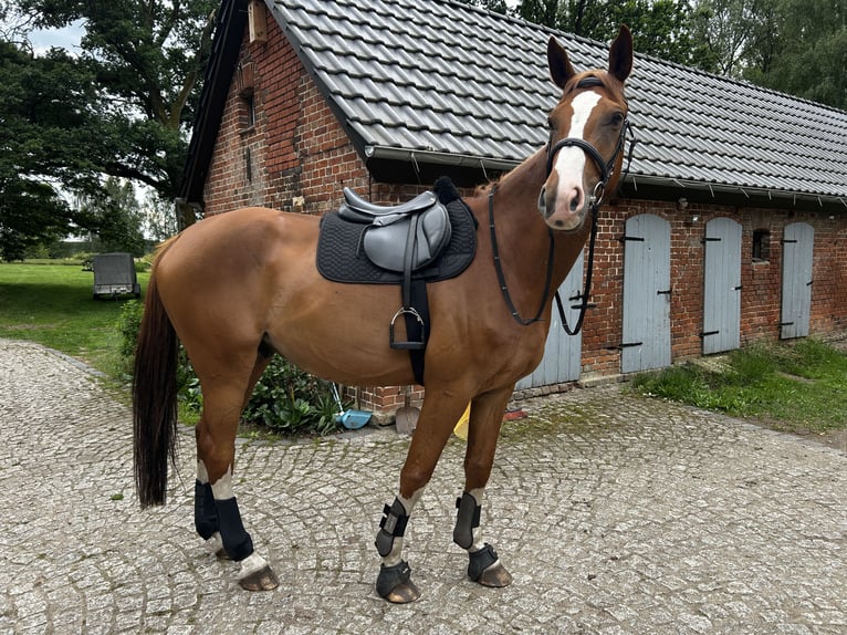 Altri cavalli a sangue caldo Castrone 9 Anni 173 cm Sauro in Karstädt