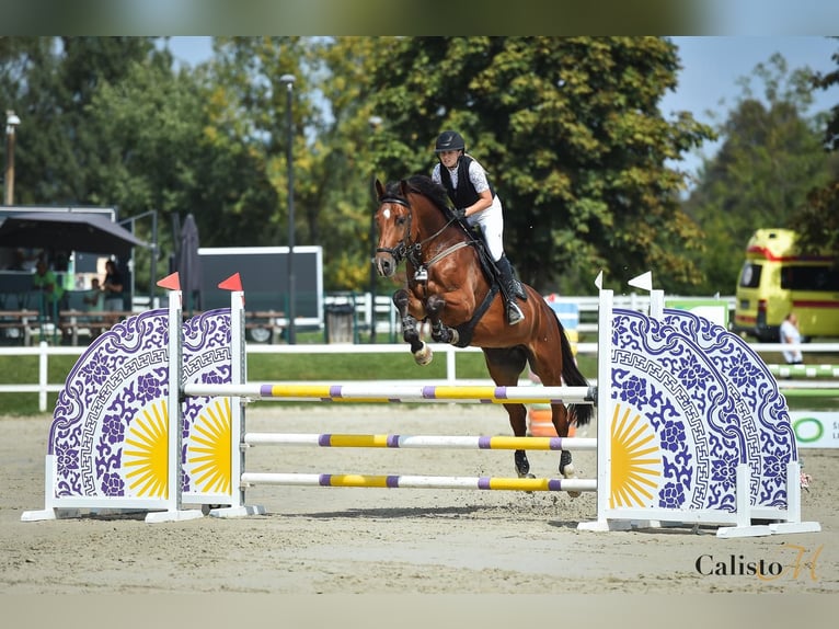 Altri cavalli a sangue caldo Castrone 9 Anni 175 cm Baio in Maribor