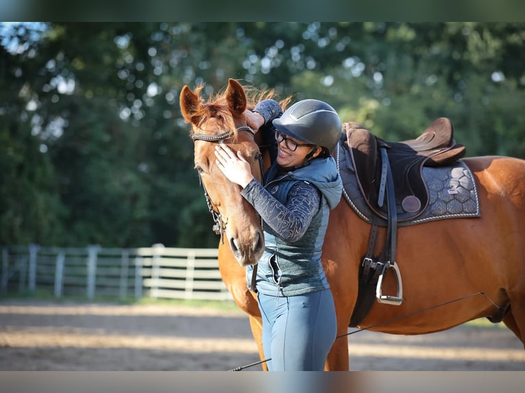 Altri cavalli a sangue caldo Castrone 9 Anni 175 cm Sauro in Buchholz (Aller)