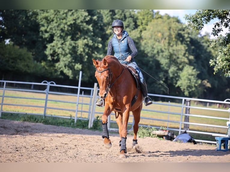 Altri cavalli a sangue caldo Castrone 9 Anni 175 cm Sauro in Buchholz (Aller)