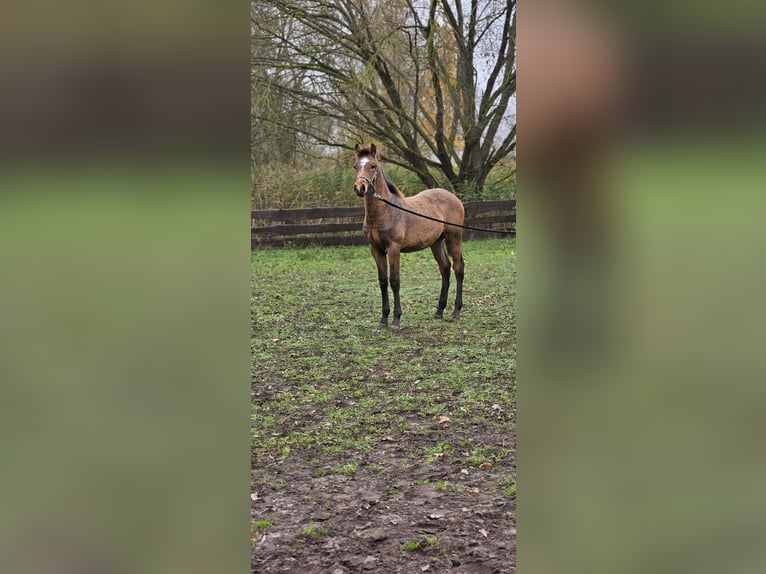 Altri cavalli a sangue caldo Mix Castrone Puledri (04/2025) 155 cm Grigio in Wolfsburg