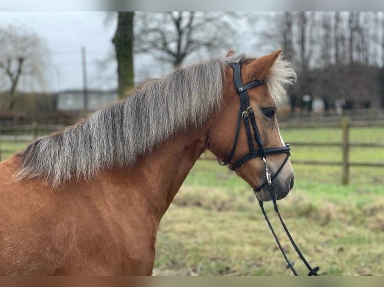 Altri cavalli a sangue caldo Giumenta 10 Anni 132 cm Sauro in