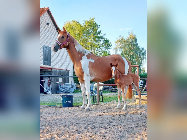 Altri cavalli a sangue caldo Giumenta 10 Anni 156 cm Pezzato in Cuxhaven