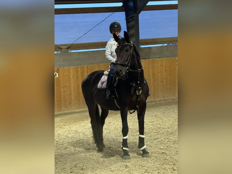 Altri cavalli a sangue caldo Giumenta 10 Anni 165 cm Baio in St. Valentin