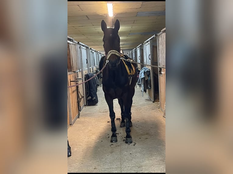 Altri cavalli a sangue caldo Giumenta 10 Anni 165 cm Baio in St. Valentin