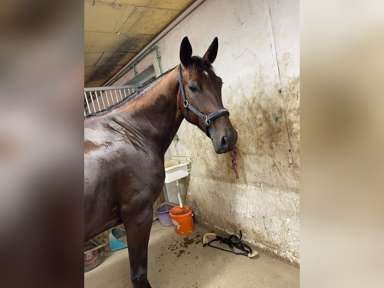 Altri cavalli a sangue caldo Giumenta 10 Anni 165 cm Baio in St. Valentin
