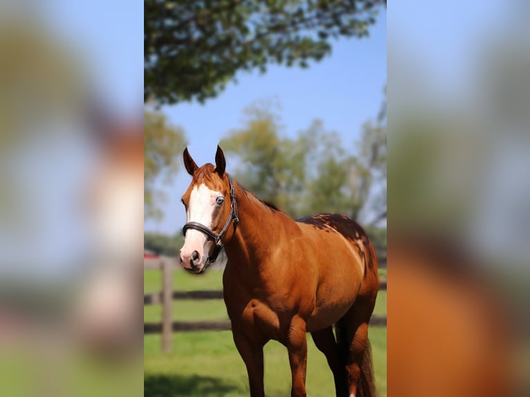 Altri cavalli a sangue caldo Giumenta 11 Anni 157 cm in Highland, MI