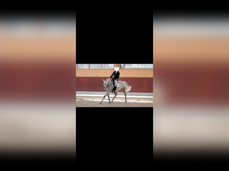 Altri cavalli a sangue caldo Giumenta 11 Anni 160 cm Grigio in Balingen