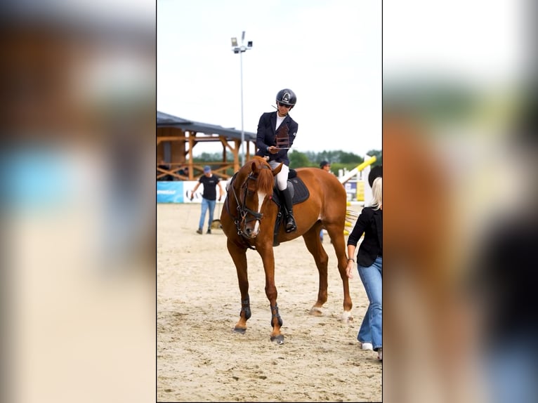 Altri cavalli a sangue caldo Giumenta 11 Anni 167 cm Sauro in Łazy