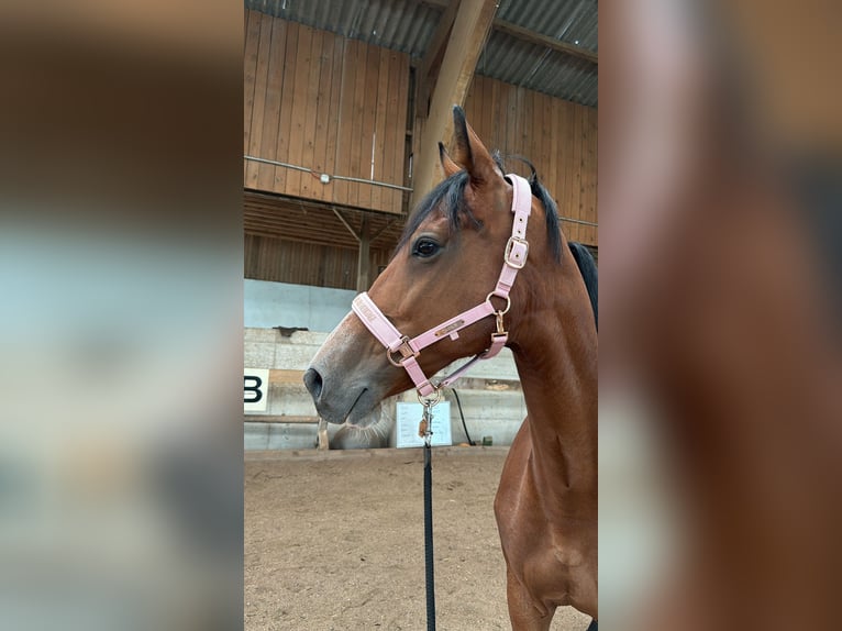 Altri cavalli a sangue caldo Giumenta 11 Anni 168 cm Baio in Sipbachzell