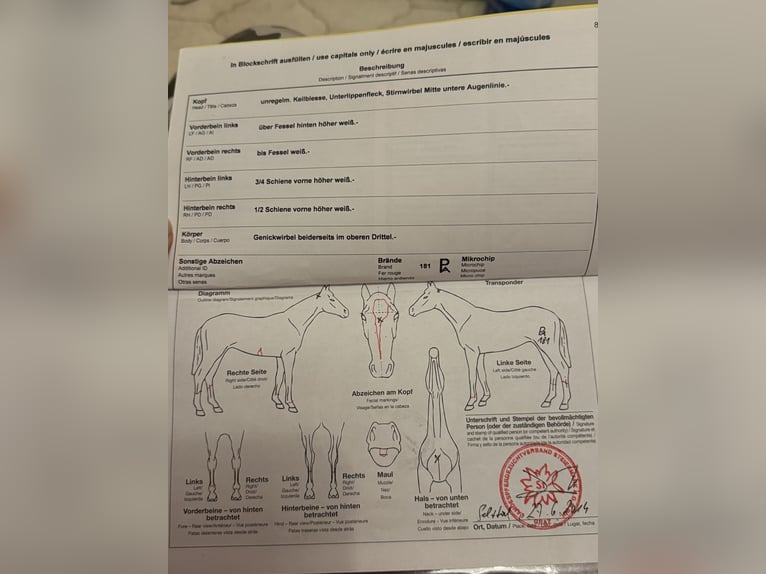 Altri cavalli a sangue caldo Giumenta 11 Anni 170 cm Sauro in Bad Zell