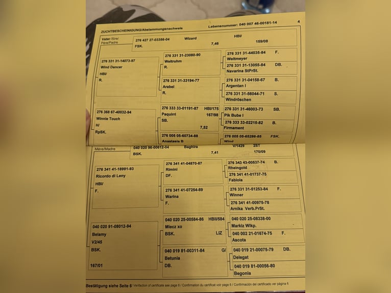 Altri cavalli a sangue caldo Giumenta 11 Anni 170 cm Sauro in Bad Zell