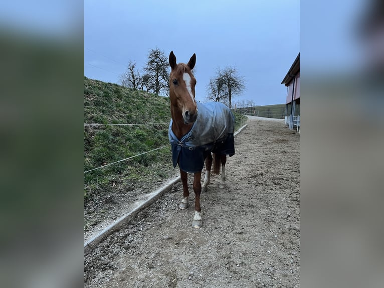 Altri cavalli a sangue caldo Giumenta 11 Anni 170 cm Sauro in Bad Zell
