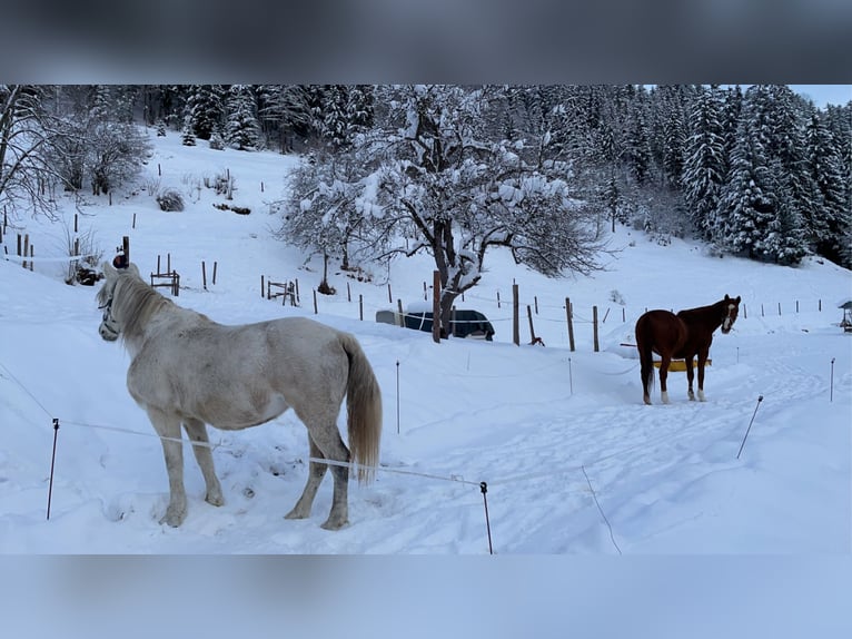 Altri cavalli a sangue caldo Giumenta 12 Anni 148 cm Grigio in Glödnitz