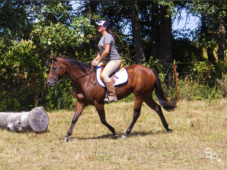 Altri cavalli a sangue caldo Giumenta 12 Anni 152 cm Baio ciliegia in Mountain Grove MO