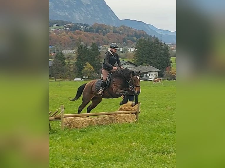 Altri cavalli a sangue caldo Giumenta 12 Anni 157 cm Baio in Kirchbichl