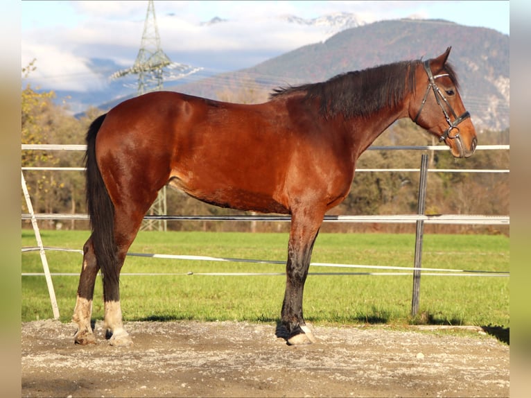 Altri cavalli a sangue caldo Giumenta 12 Anni 157 cm Baio in Kirchbichl