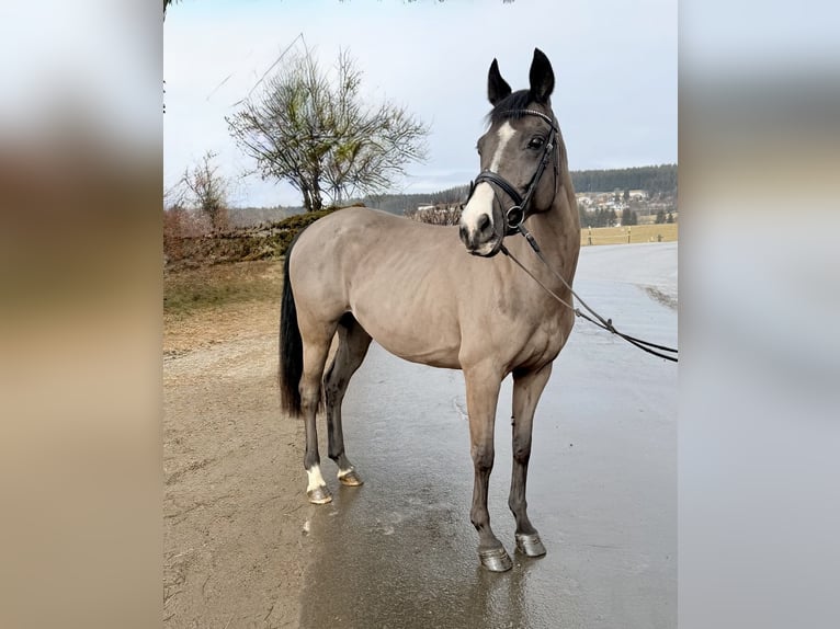 Altri cavalli a sangue caldo Giumenta 12 Anni 158 cm Morello in Pelmberg