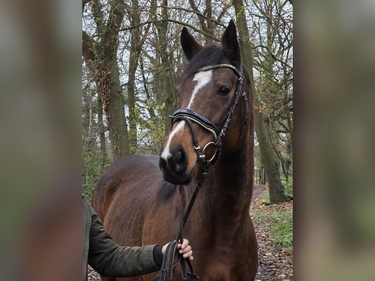 Altri cavalli a sangue caldo Giumenta 12 Anni 160 cm Baio in Wachtendonk