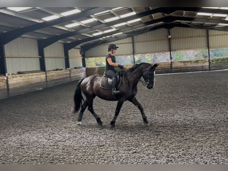 Altri cavalli a sangue caldo Giumenta 12 Anni 163 cm Morello in Somerset