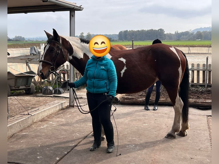 Altri cavalli a sangue caldo Mix Giumenta 12 Anni 163 cm Pezzato in Ins
