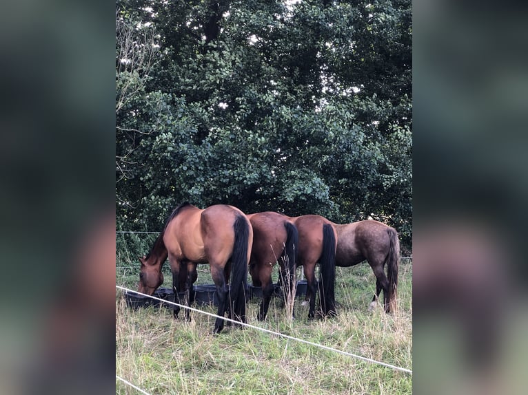 Altri cavalli a sangue caldo Giumenta 12 Anni 165 cm Baio scuro in Ribbesbüttel