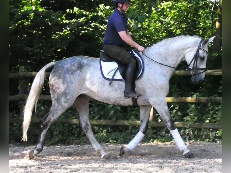 Altri cavalli a sangue caldo Giumenta 12 Anni Grigio pezzato in Dorsten