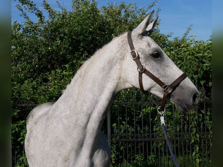 Altri cavalli a sangue caldo Giumenta 12 Anni Grigio pezzato in Dorsten