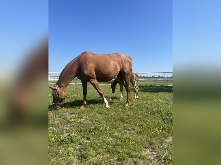 Altri cavalli a sangue caldo Giumenta 12 Anni Sauro in Deutsch Wagram