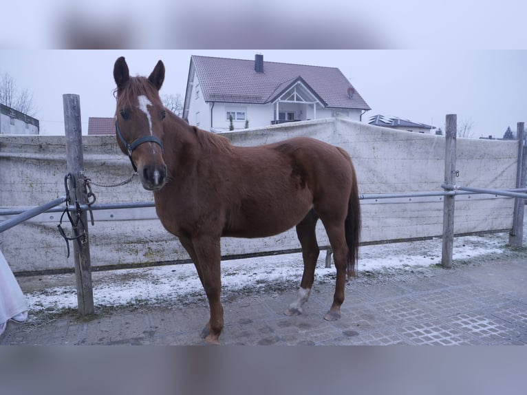 Altri cavalli a sangue caldo Giumenta 13 Anni 155 cm Sauro in Mertingen