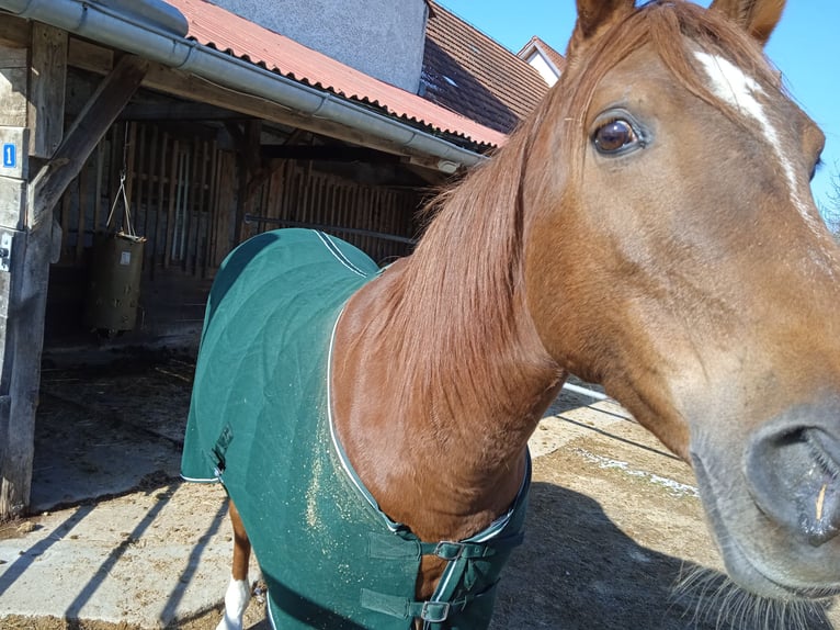 Altri cavalli a sangue caldo Giumenta 13 Anni 155 cm Sauro in Mertingen