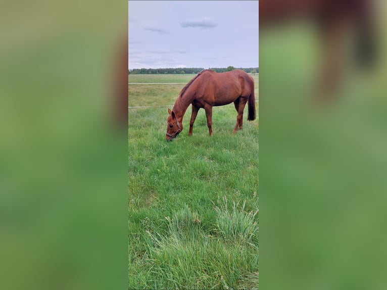 Altri cavalli a sangue caldo Mix Giumenta 13 Anni 162 cm Sauro ciliegia in Faßberg