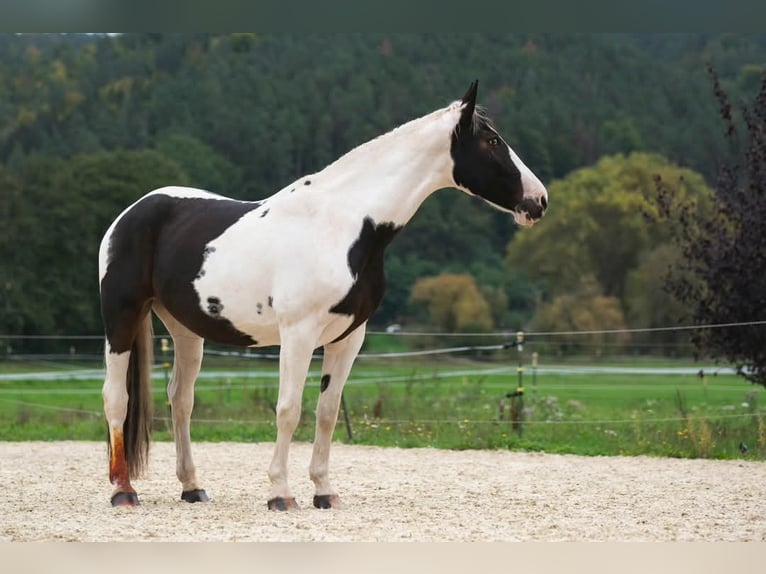 Altri cavalli a sangue caldo Giumenta 13 Anni 163 cm Pezzato in Langenorla