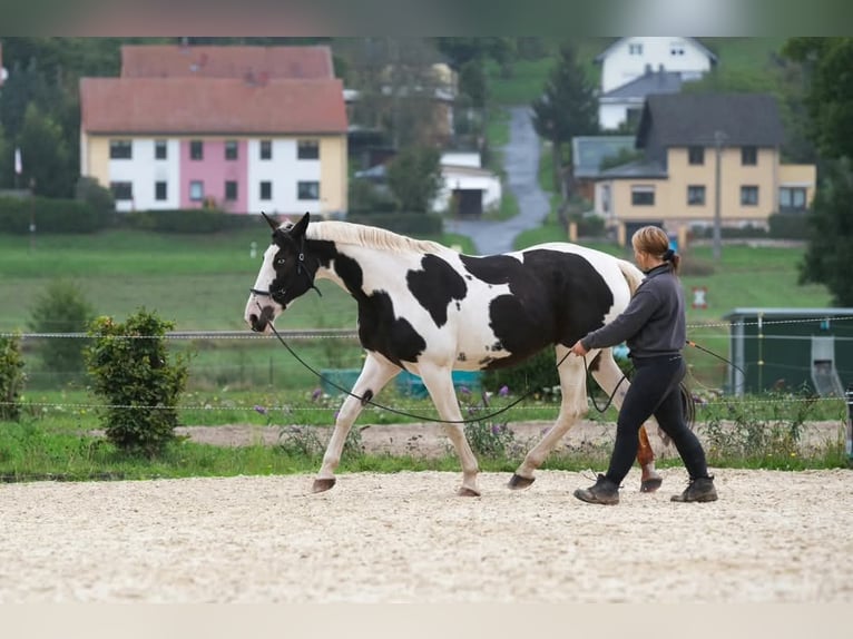 Altri cavalli a sangue caldo Giumenta 13 Anni 163 cm Pezzato in Langenorla