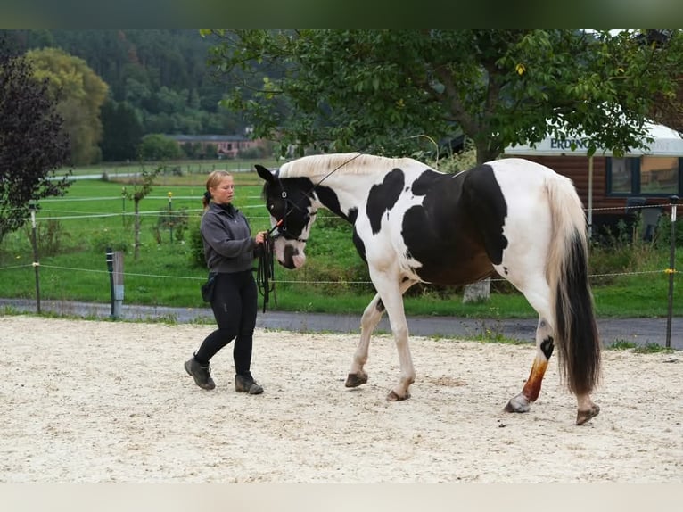 Altri cavalli a sangue caldo Giumenta 13 Anni 163 cm Pezzato in Langenorla