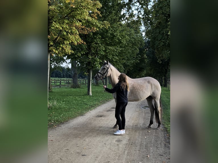 Altri cavalli a sangue caldo Giumenta 13 Anni 164 cm Falbo in Tübingen