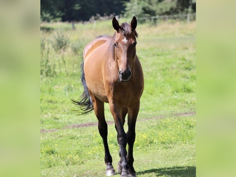 Altri cavalli a sangue caldo Giumenta 13 Anni 165 cm Baio scuro in Ribbesbüttel