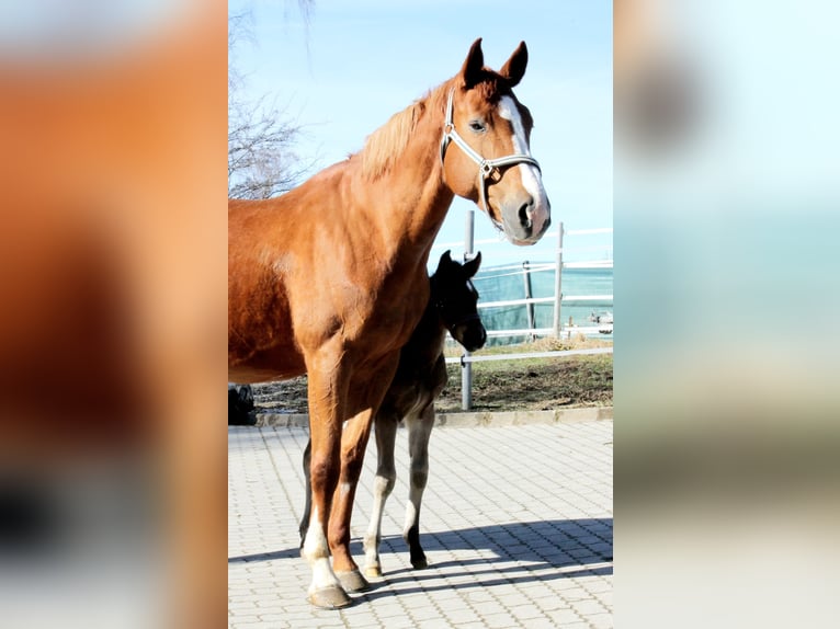 Altri cavalli a sangue caldo Giumenta 1 Anno Tobiano-tutti i colori in  Maldegem