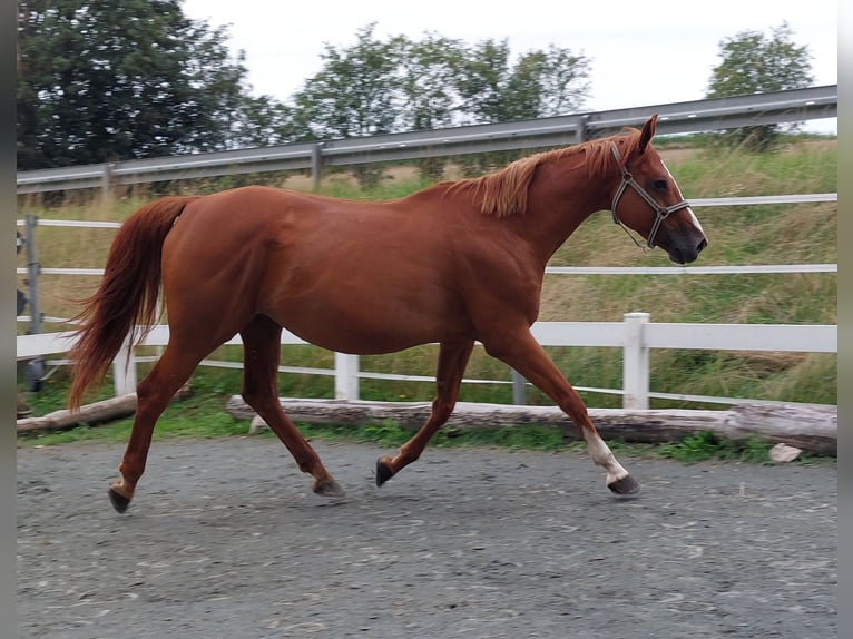 Altri cavalli a sangue caldo Giumenta 13 Anni 169 cm Sauro in Naila