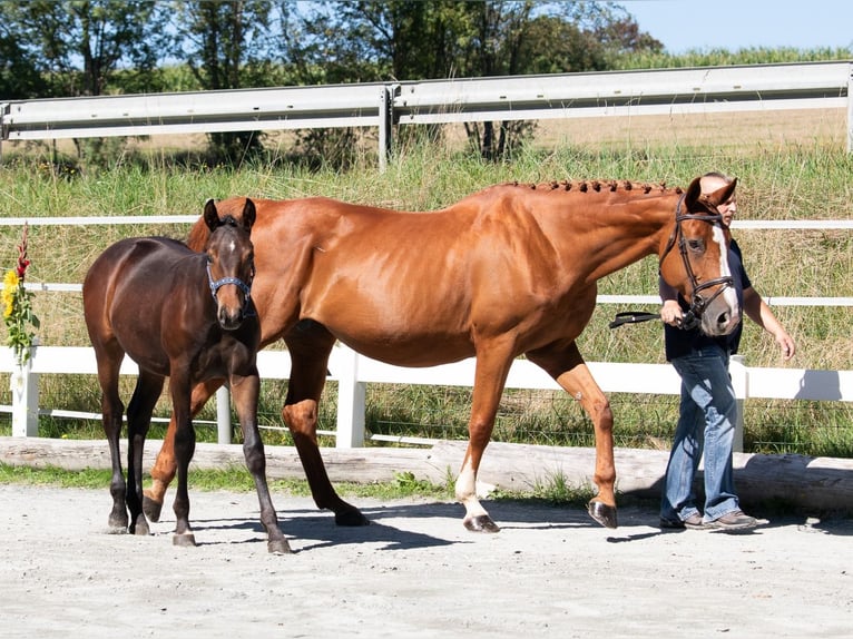 Altri cavalli a sangue caldo Giumenta 13 Anni 169 cm Sauro in Naila