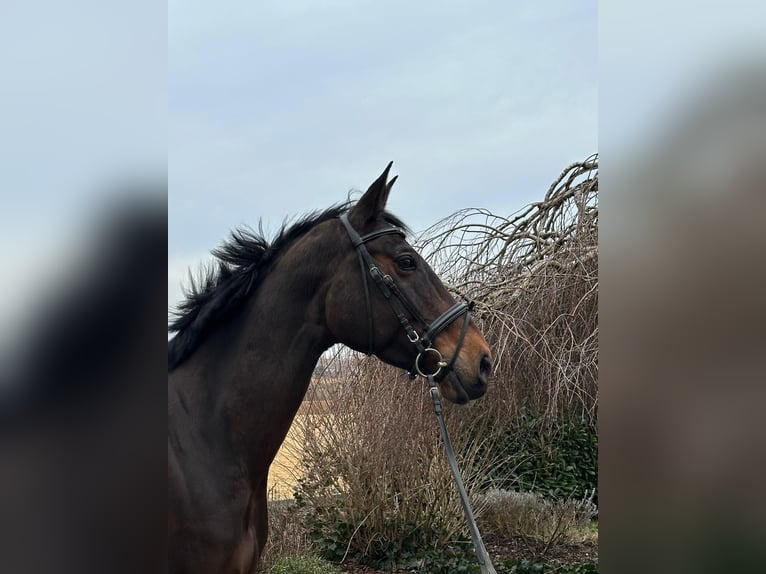 Altri cavalli a sangue caldo Giumenta 13 Anni 170 cm Baio scuro in Iggingen