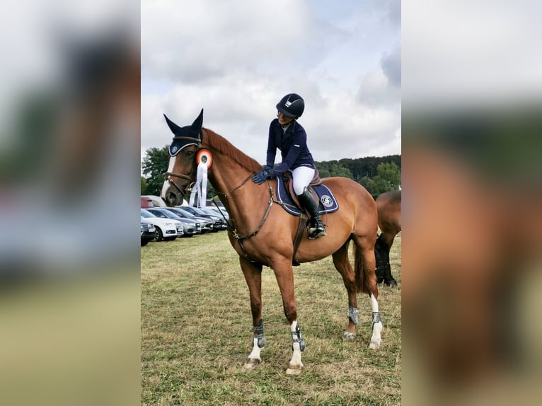 Altri cavalli a sangue caldo Giumenta 13 Anni 170 cm Sauro in Speyer