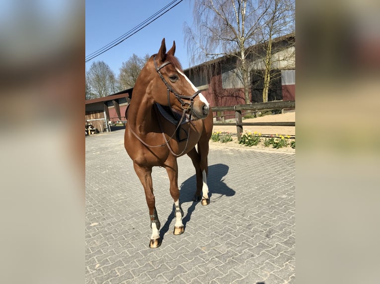 Altri cavalli a sangue caldo Giumenta 13 Anni 170 cm Sauro in Speyer