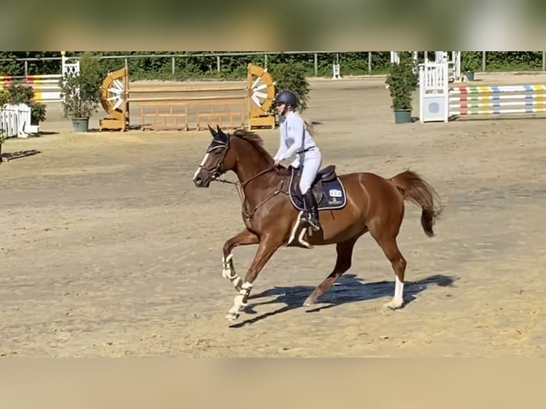 Altri cavalli a sangue caldo Giumenta 13 Anni 170 cm Sauro in Speyer