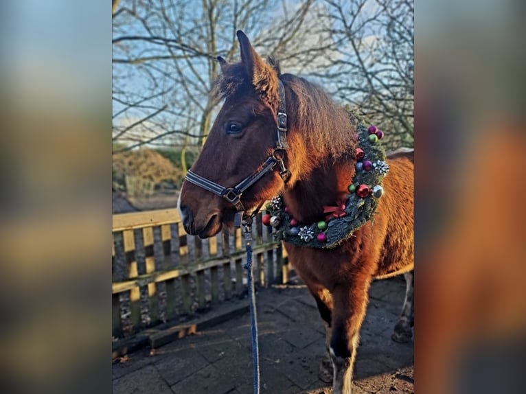 Altri cavalli a sangue caldo Giumenta 14 Anni 155 cm Pezzato in Ahaus